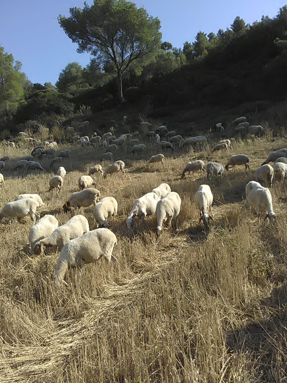 Prodotti della fattoria