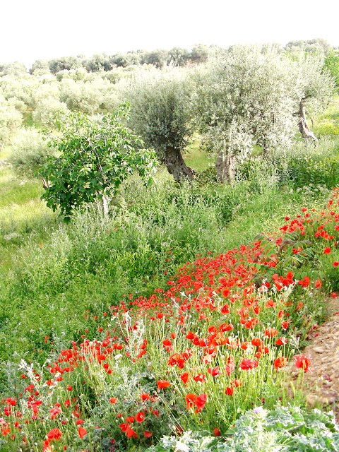 Vista della tenuta 2